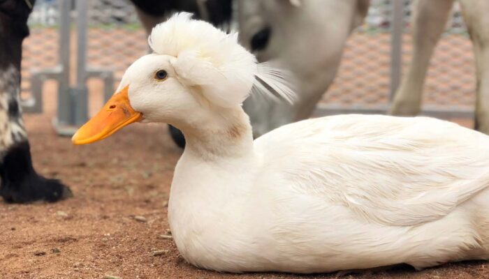 Petting zoos and wildlife shows can be memorable and exciting experiences for your guests.